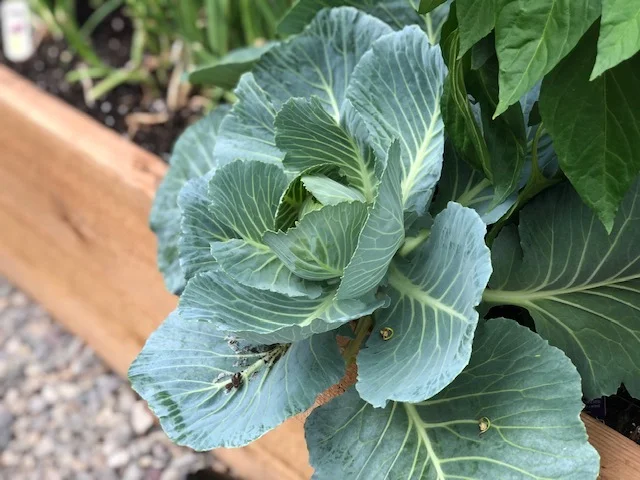 Planting seeds, growing skills