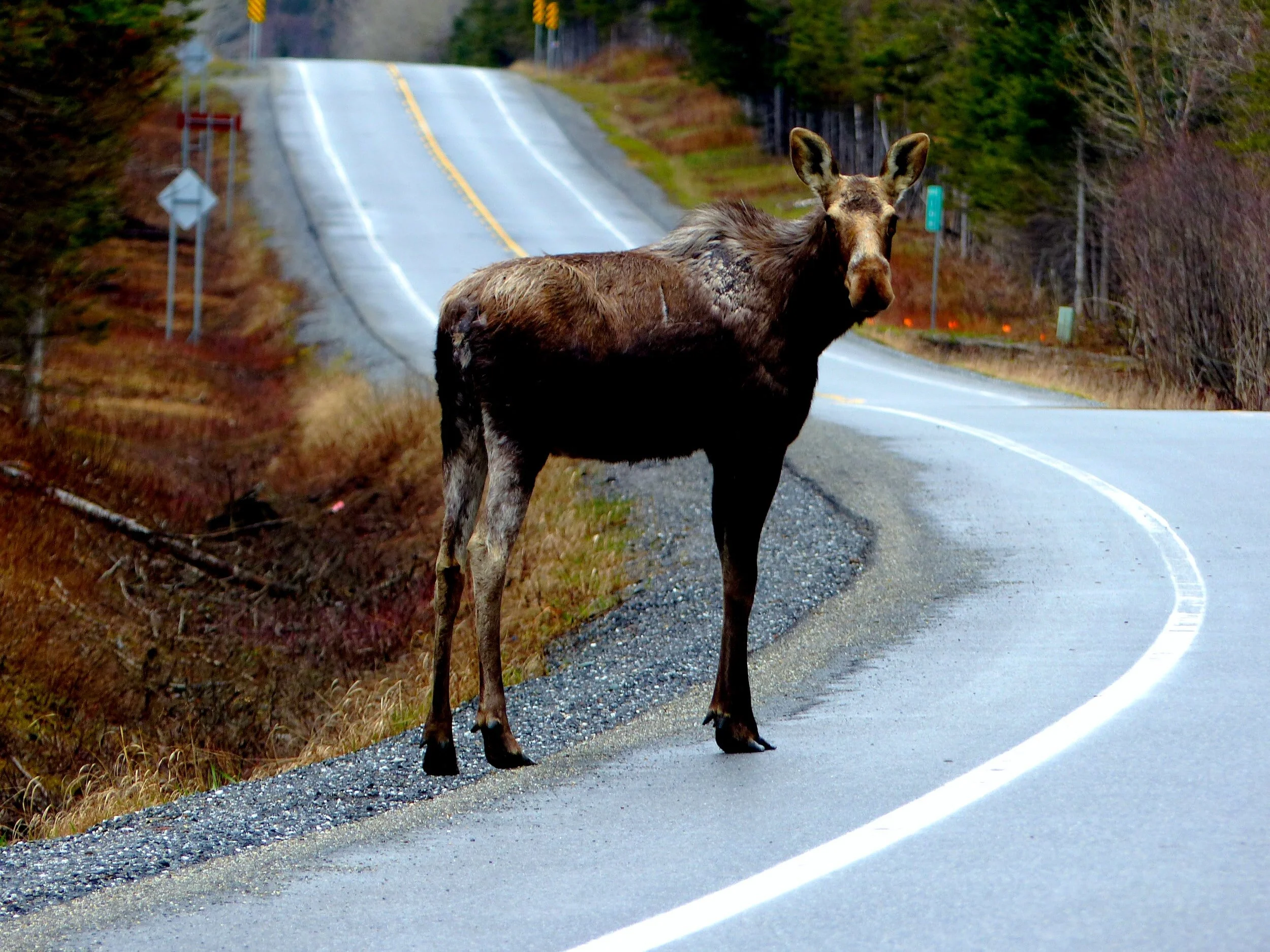 TSS 4th and 5th graders investigate wildlife-vehicle collisions
