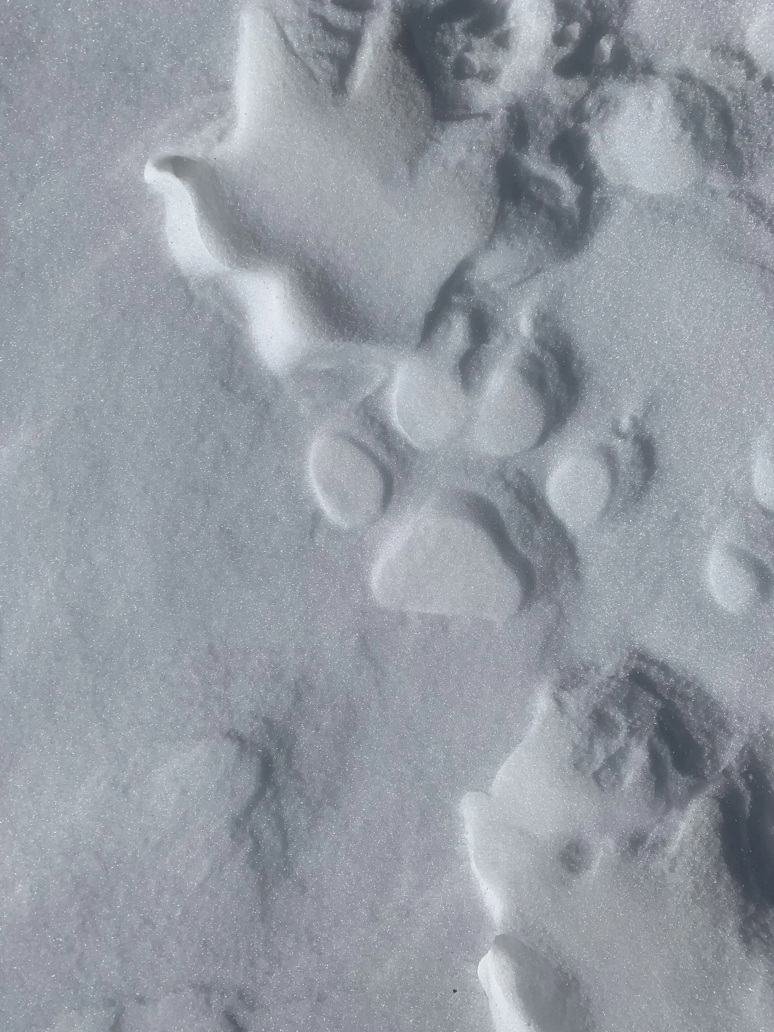 Dances with Wolves…and Elk