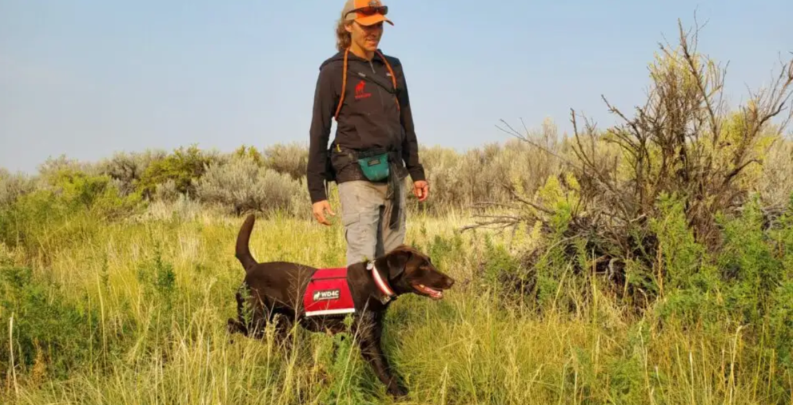 Canines back to sniff out invasive species on the Snake