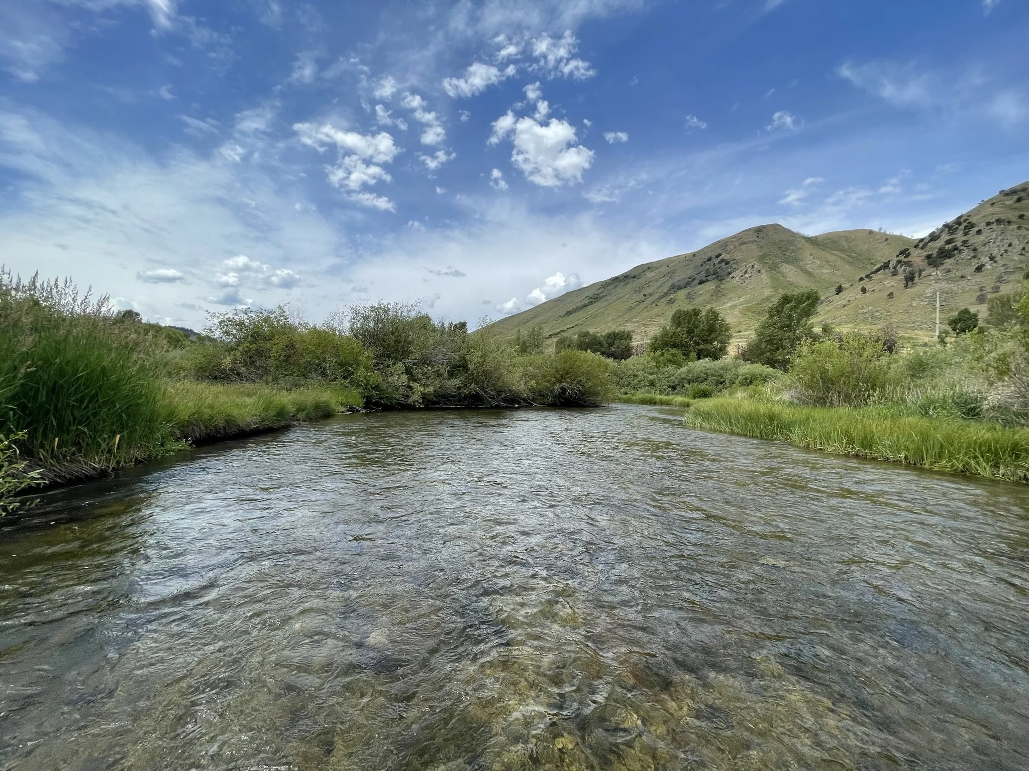 To fish or not to fish? 