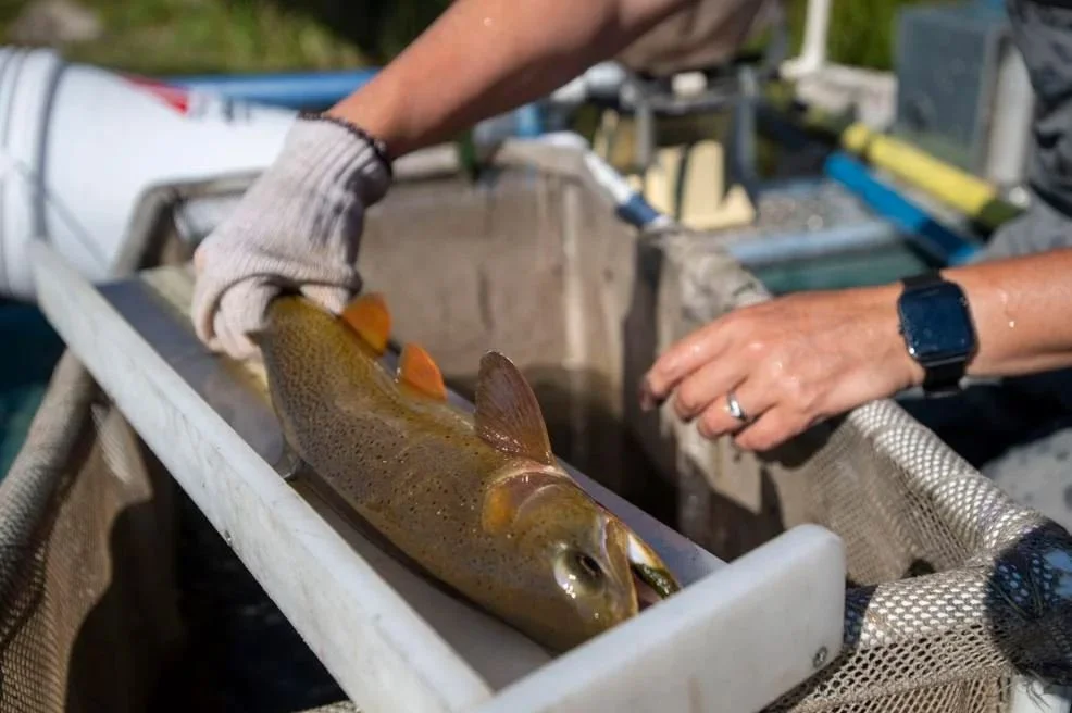 Fish Creek's cutthroat trout are disappearing. Is nutrient pollution to blame?