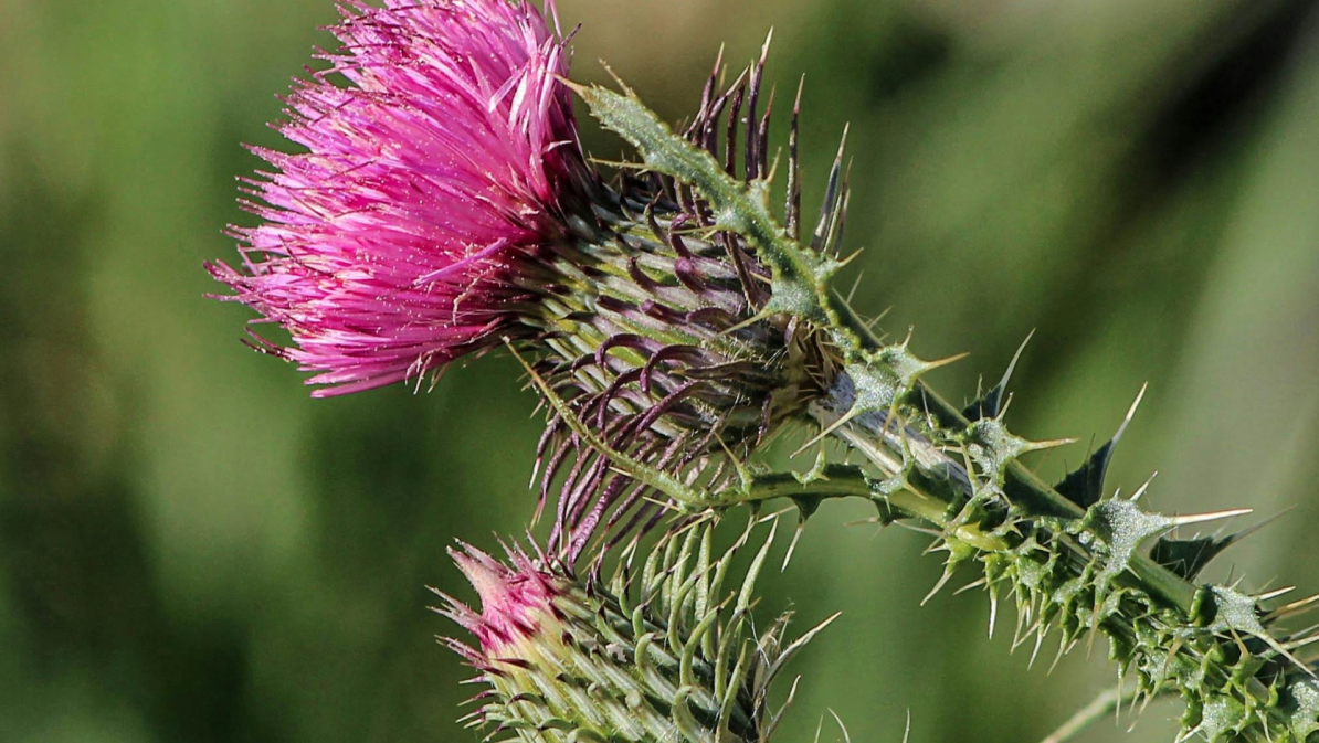 Thistle weeding crews remove 331 million seeds in Game Creek (Aug. 28, 2025)