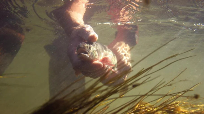 (August 14, 2026) Summer monsoon leads state to lift voluntary fishing closure on Snake River, Flat Creek