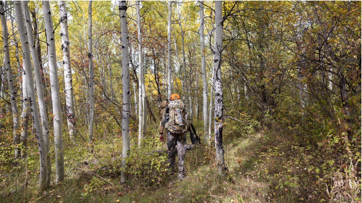 (August 16, 2026) As hunting season nears, consider CWD, bear activity