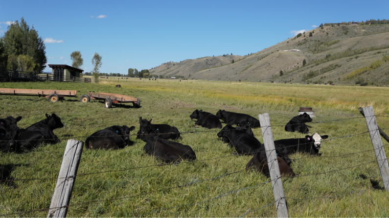 (Sept 6, 2026) Satellite virtual fencing could save time, money for cattle industry