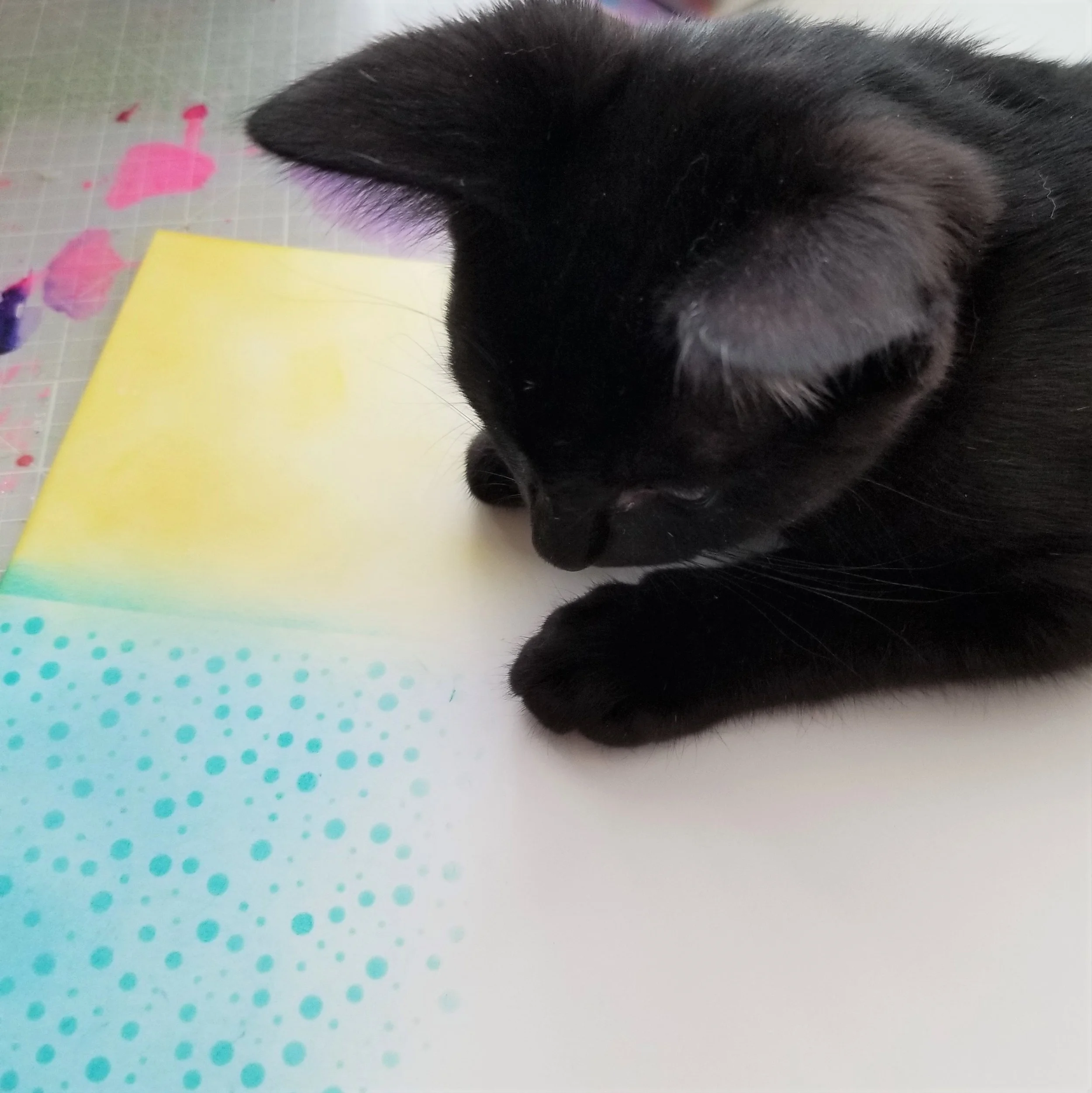 ABNH July Kitten 3.jpg