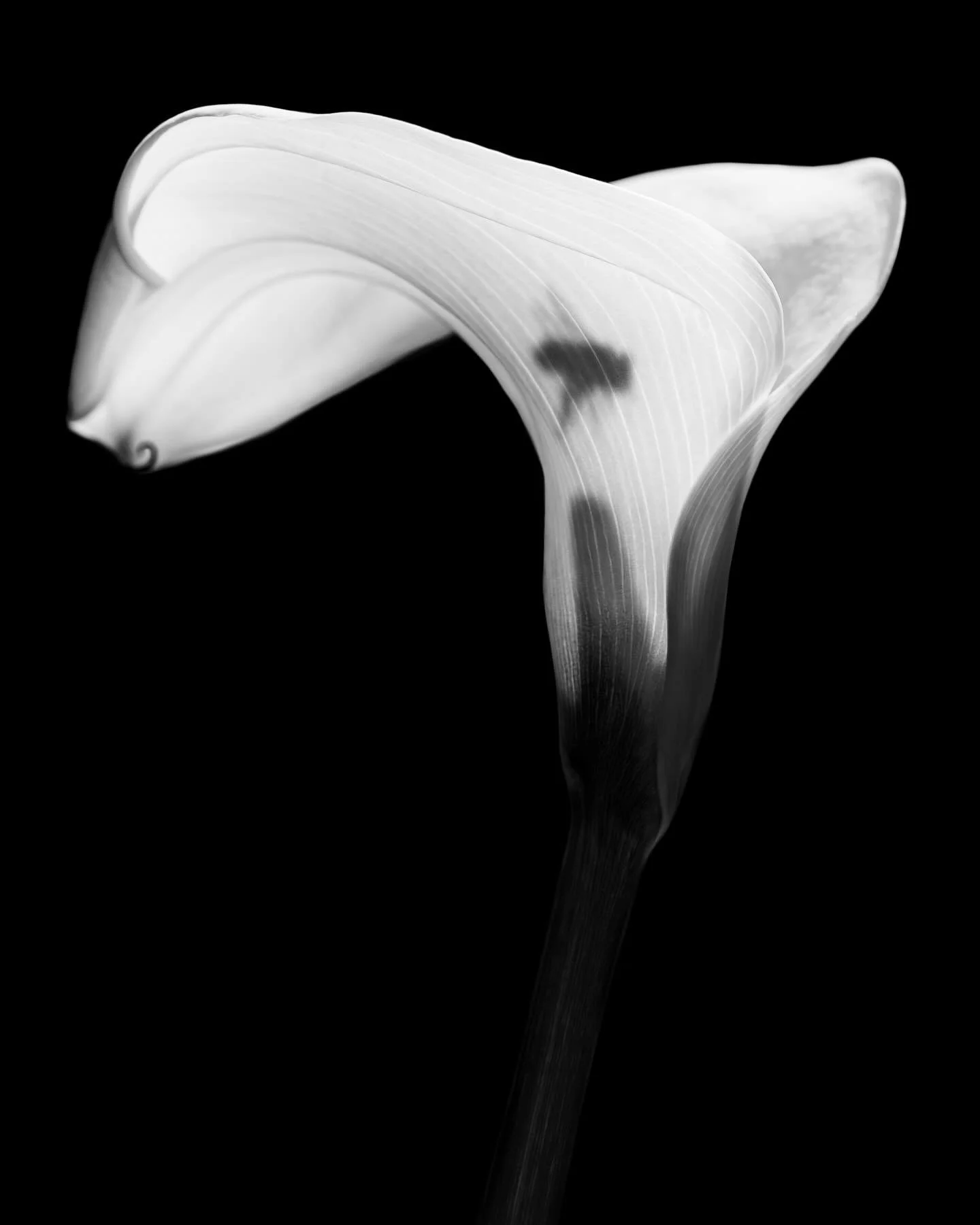 Calla Lily &amp; Bee

#callalily #bee #flower #pollen #blackandwhite