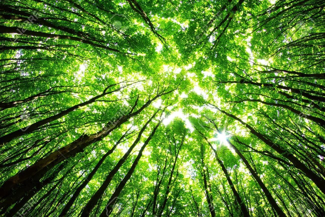 11526094-green-forest-background-in-a-sunny-day-Stock-Photo.jpg