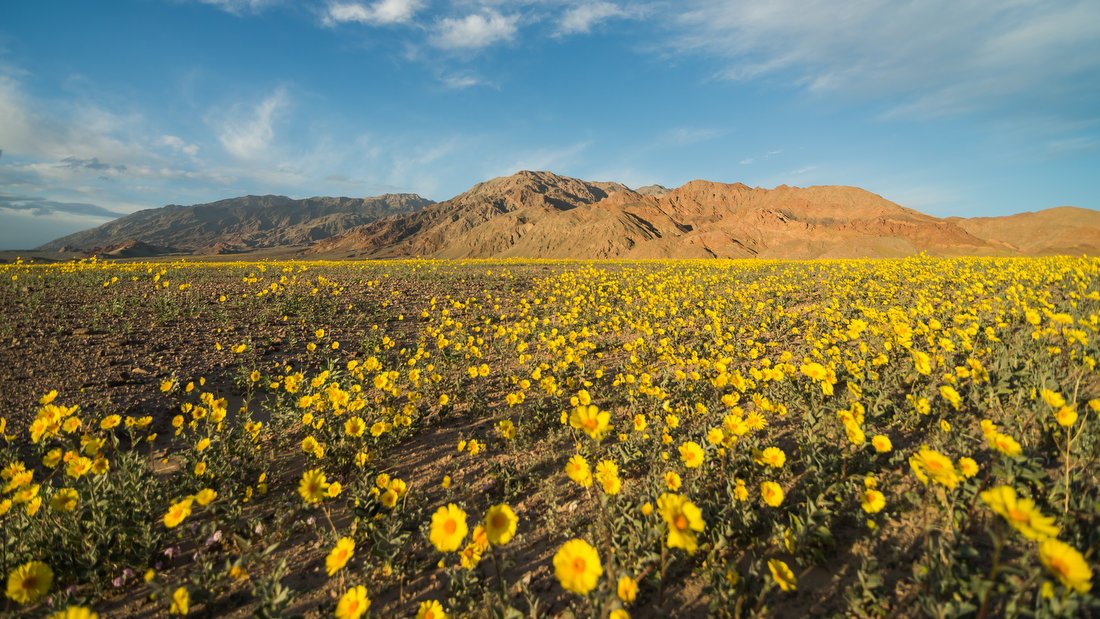 Death Valley Is Experiencing a Colorful ‘Superbloom’