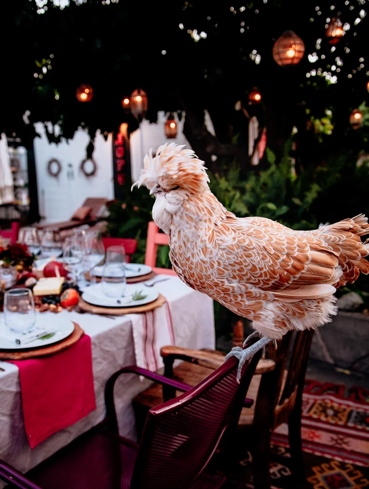 Evening spent sampling wine with Hahn Wines and Drinking with Chickens