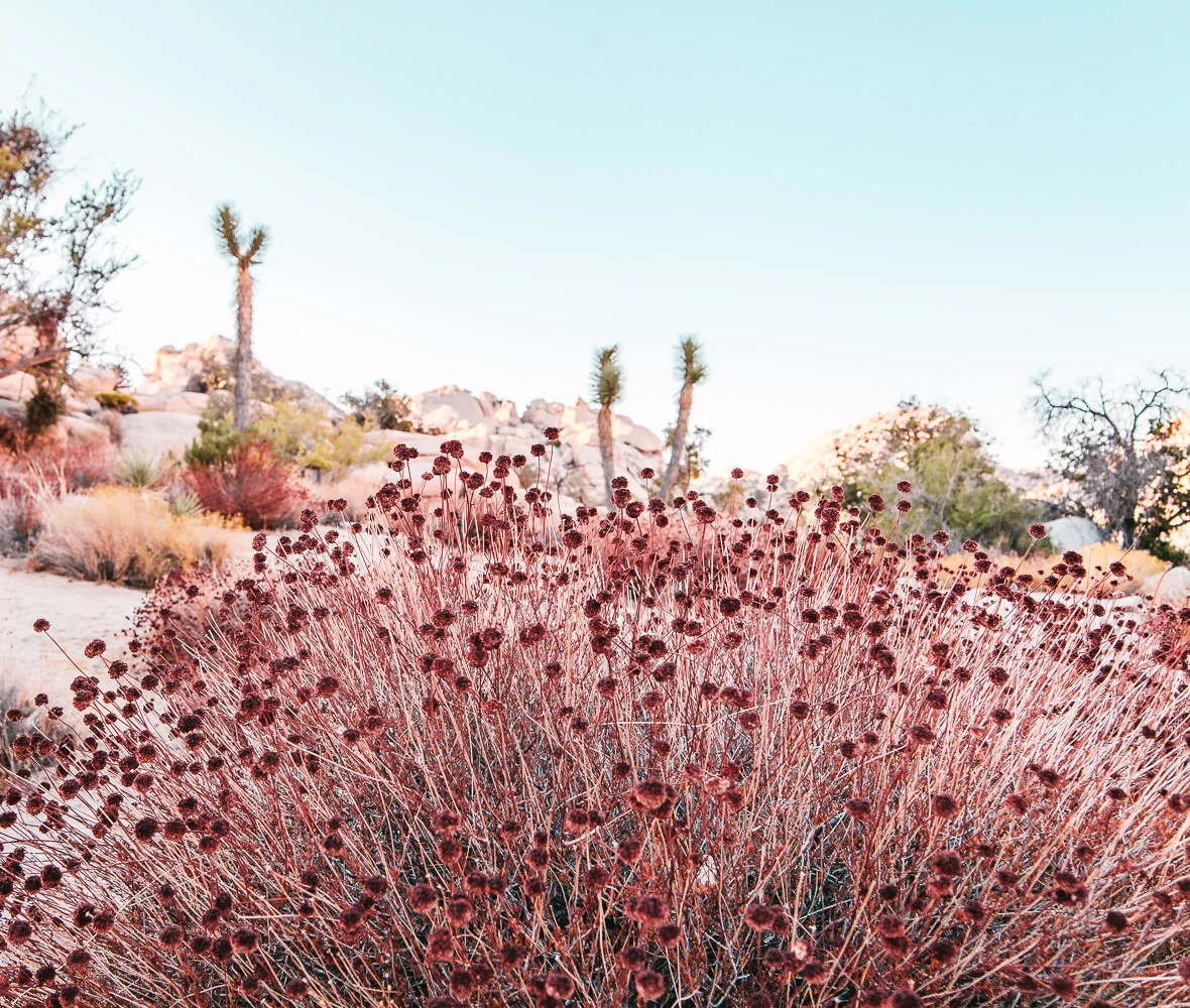 A visual travelogue of Joshua Tree, CA by Los Angeles photographer Sarah Ehlinger