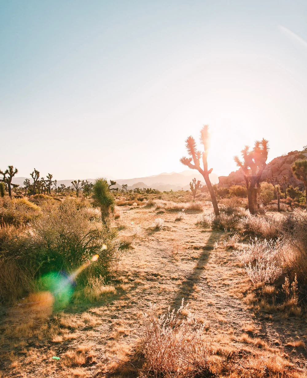 A visual travelogue of Joshua Tree, CA by Los Angeles photographer Sarah Ehlinger