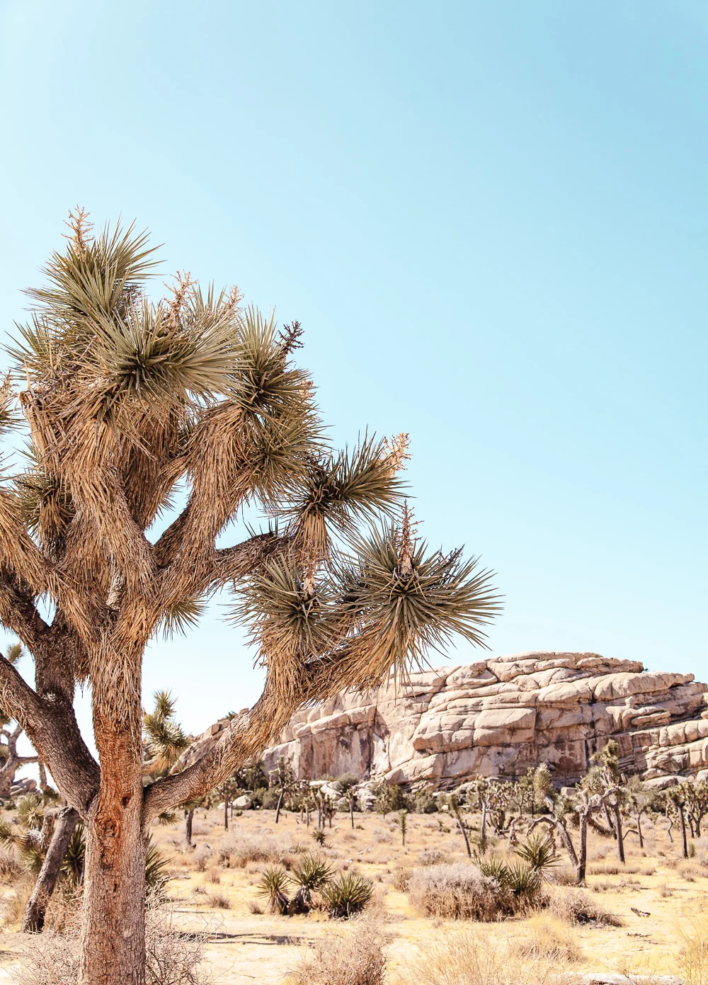 A visual travelogue of Joshua Tree, CA by Los Angeles photographer Sarah Ehlinger