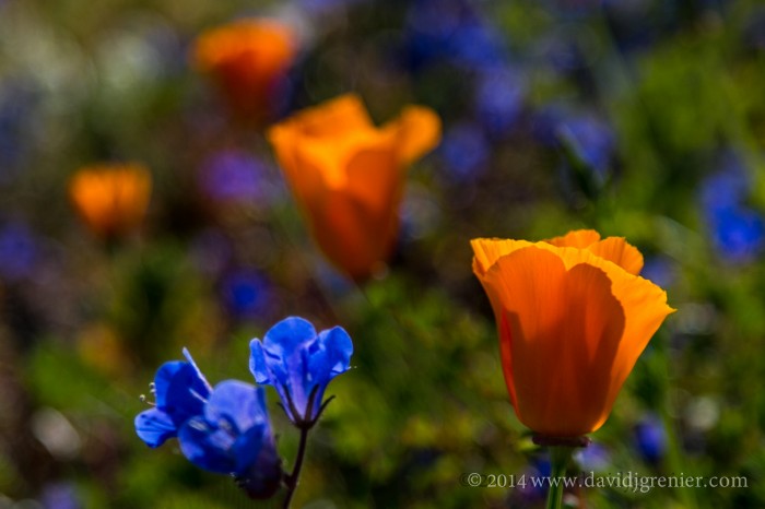 IMG_2547-Edit-700x466.jpg