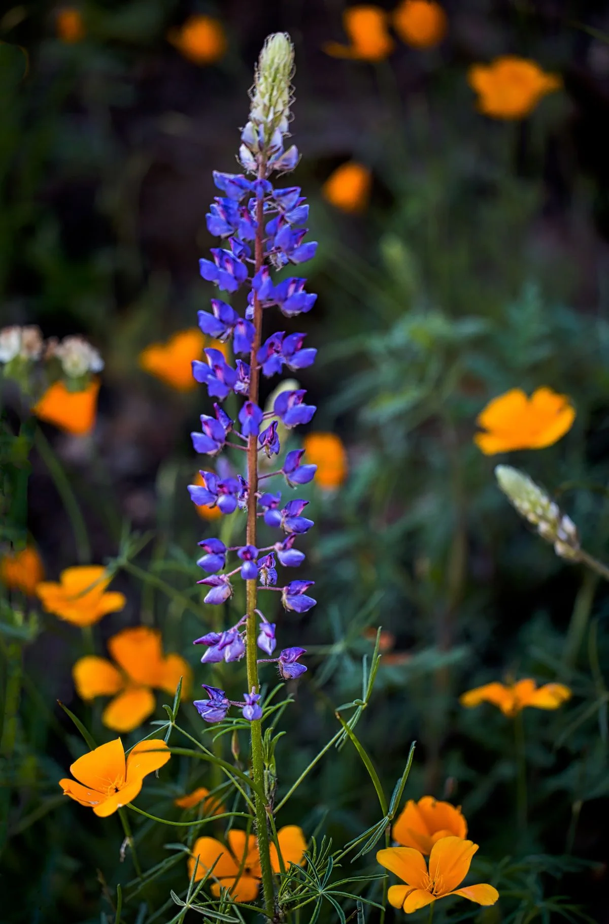 IMG_4627-Edit-Edit.jpg