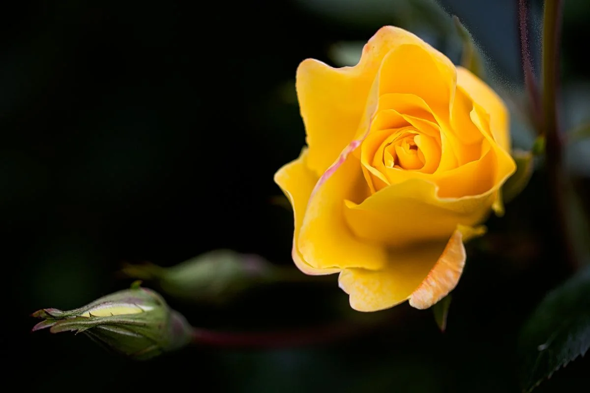 IMG_4794-Edit.jpg