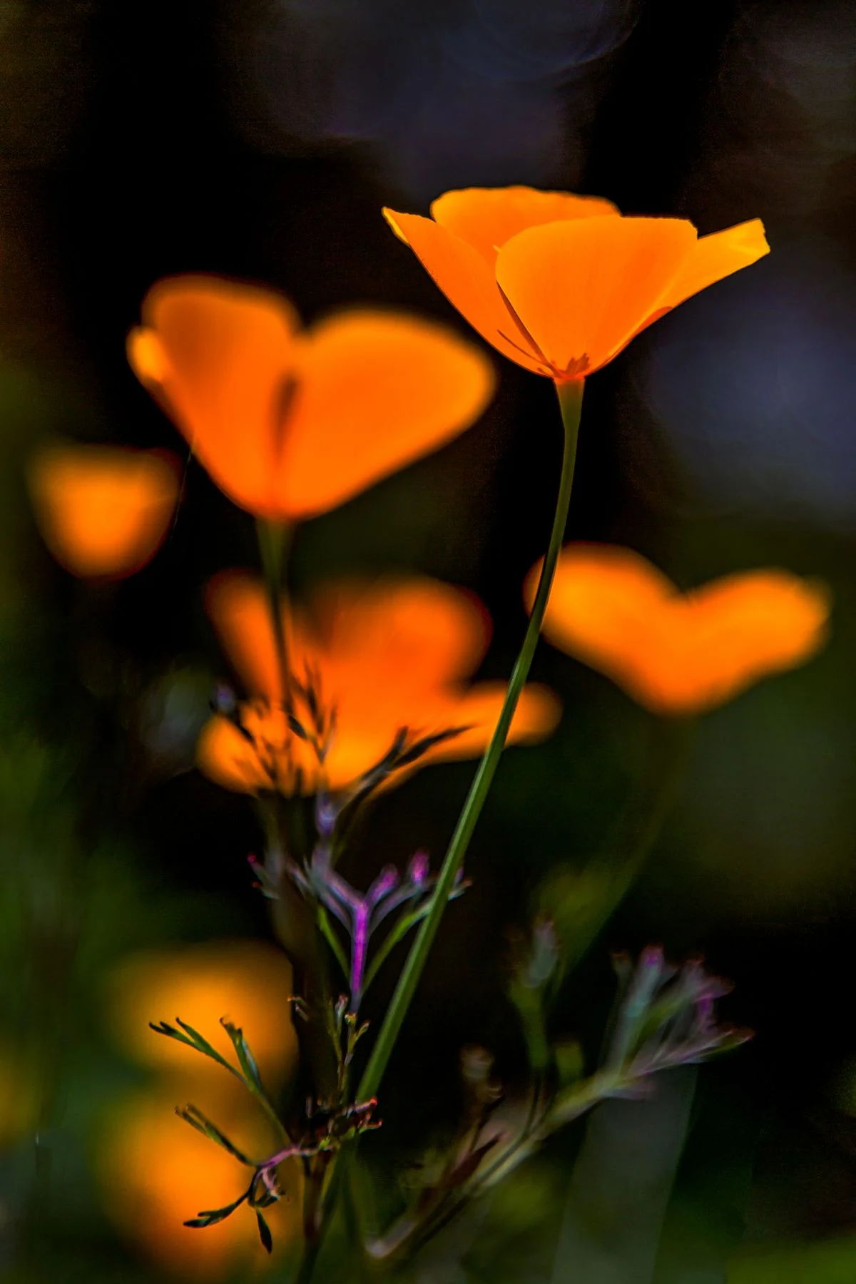 IMG_5265-Edit-Edit-Edit-Edit-2.jpg