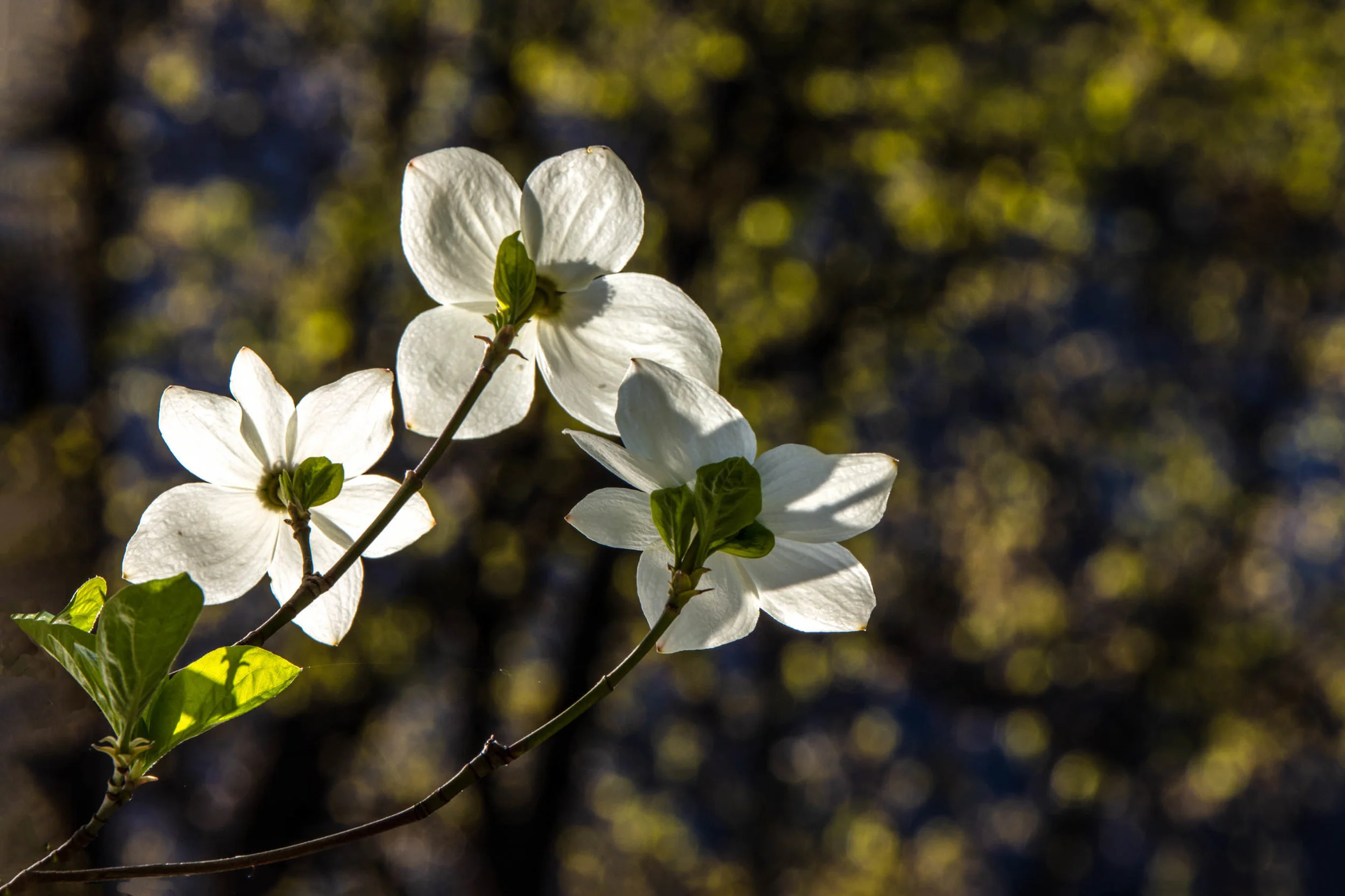 IMGL9640-Edit-Edit-Edit.jpg