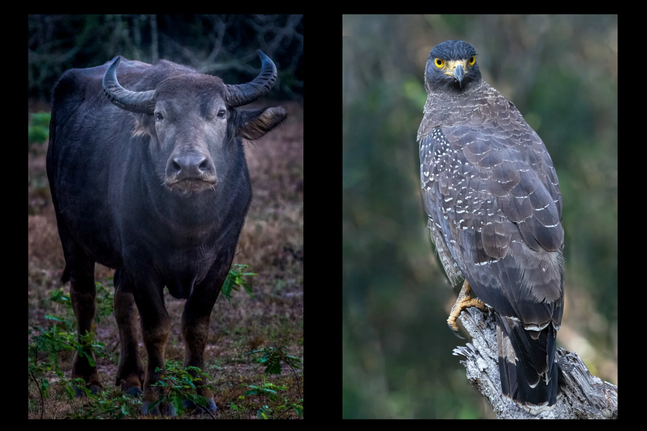 Wildlife 1-Edit.jpg