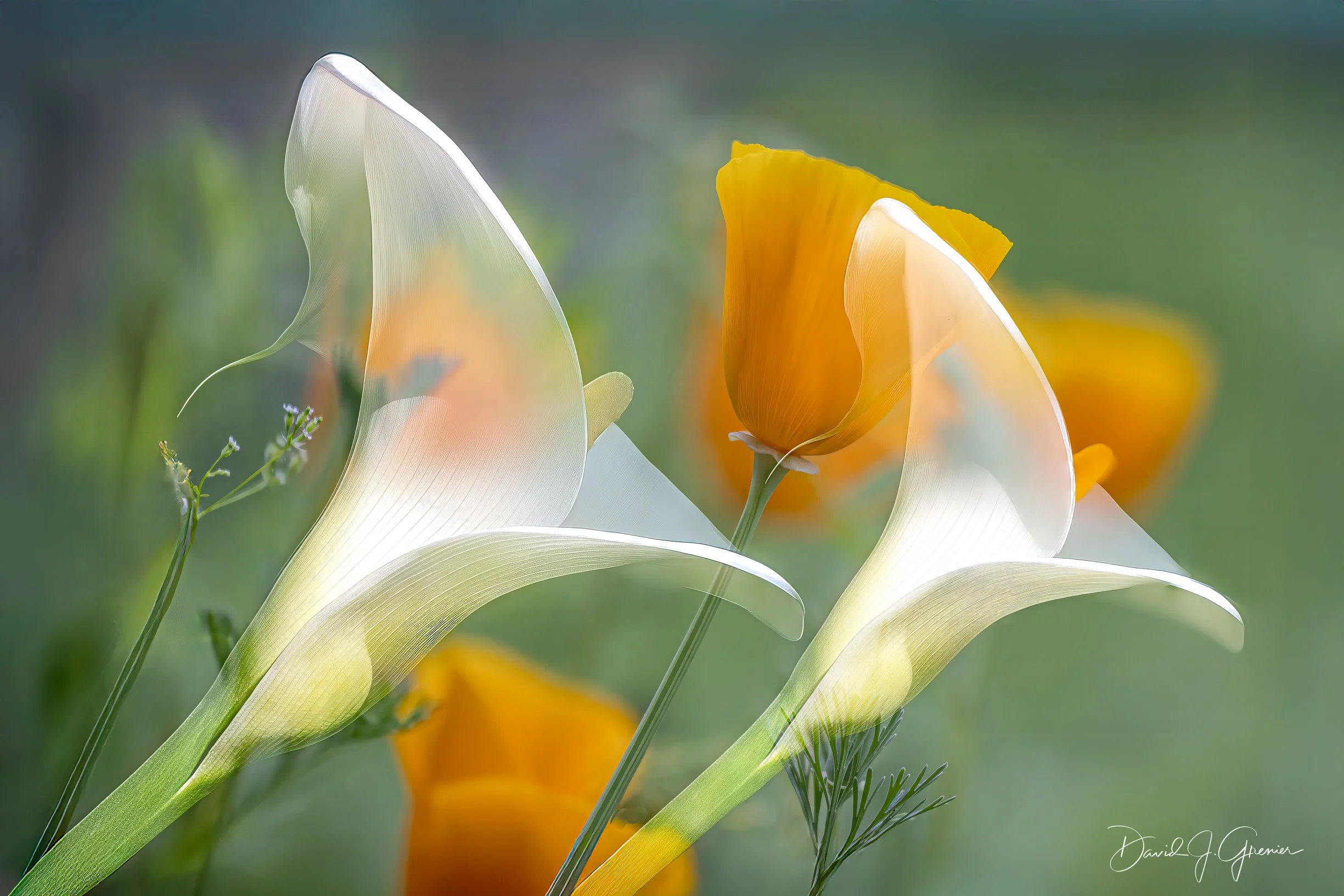 Untitled-1-Edit-2.jpg
