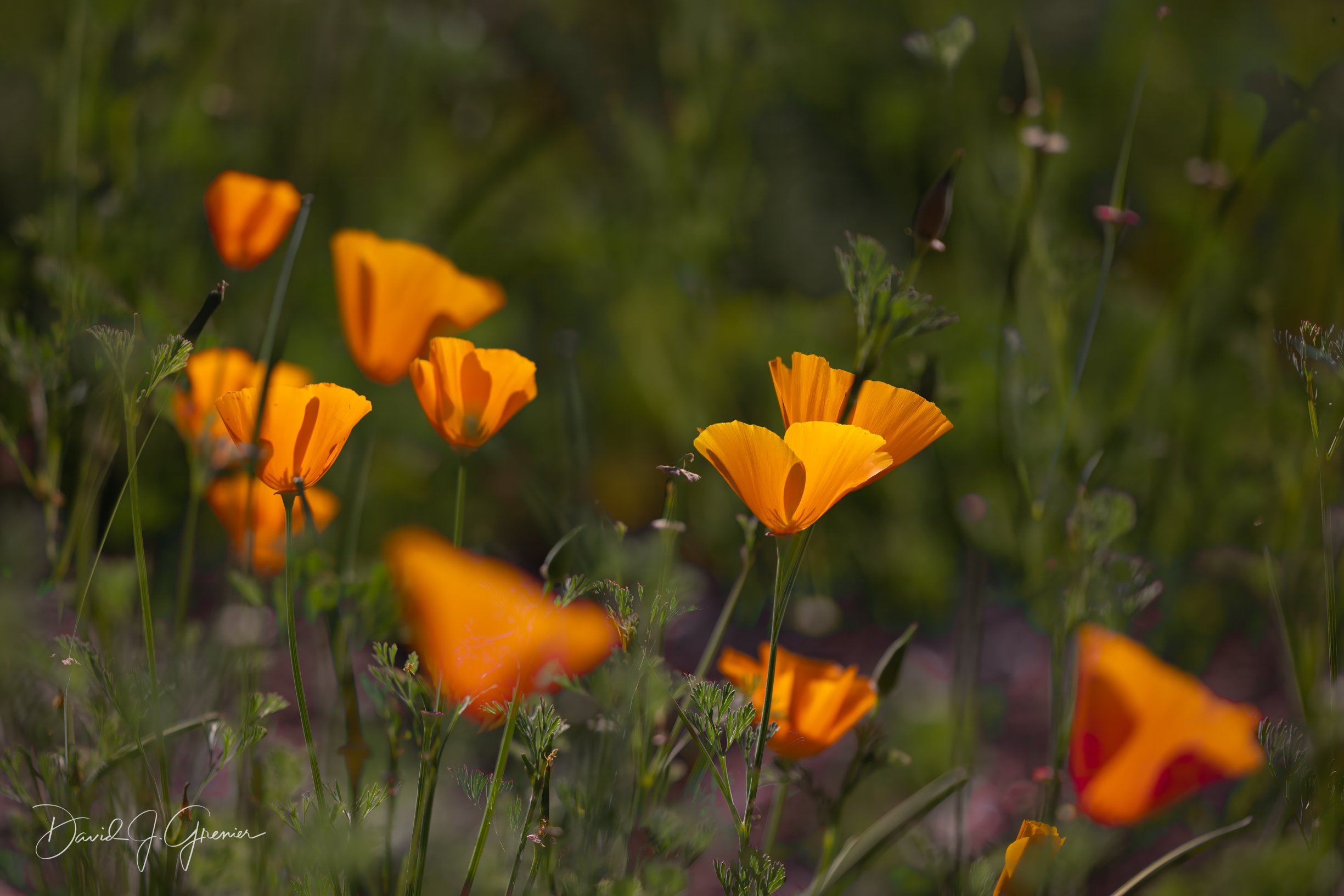 _24A5783-Edit-Edit-Edit.jpg