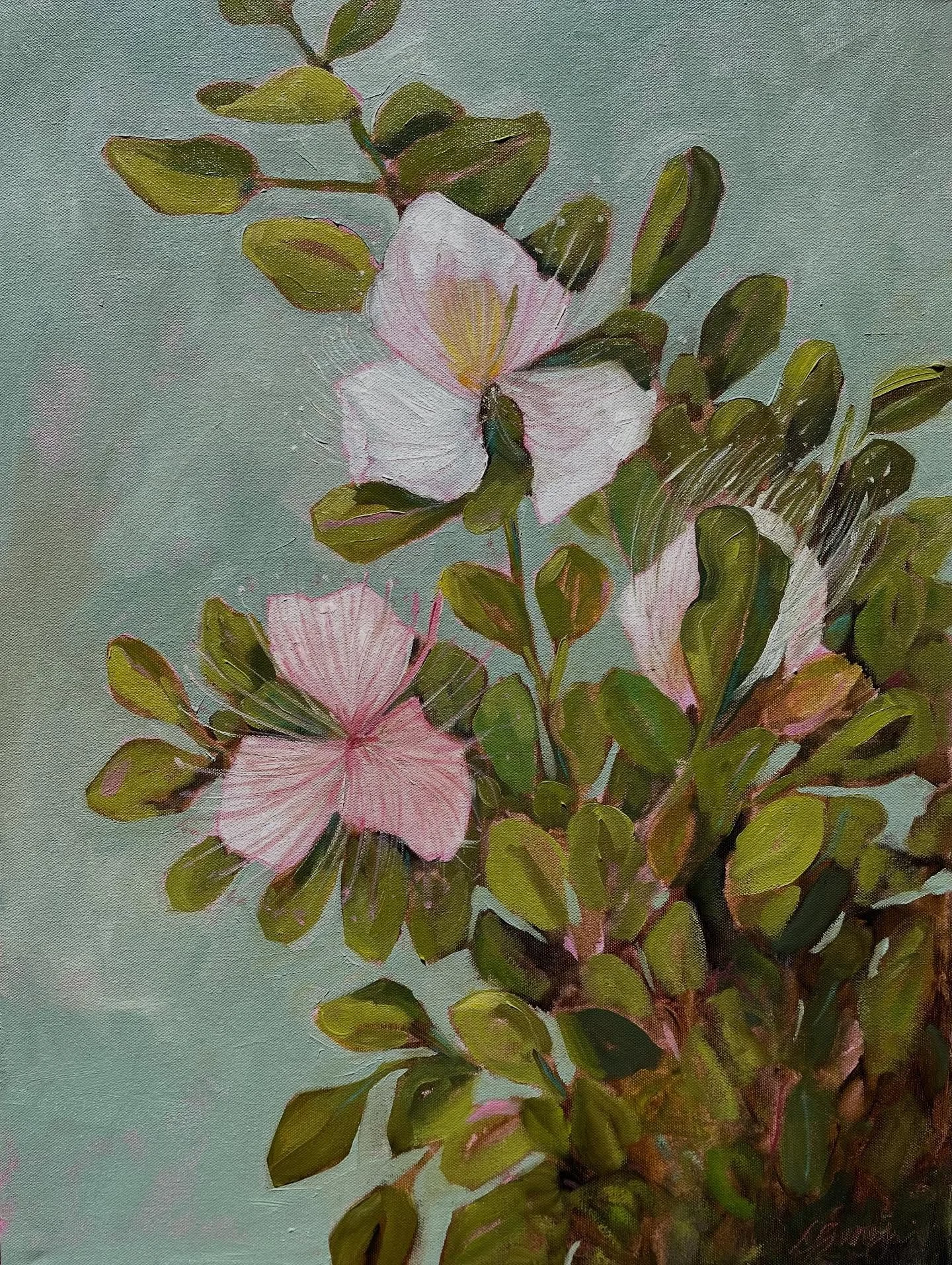 &lsquo;Maiapilo&rsquo; selected for the Malama Wao Akua a native species art exhibit now showing at the Hui No&rsquo;eau. #cganginiart #huinoeau #malamawaoakua2025 #eastmauiwatershed #maiapilo #oilpainting #mauiartist