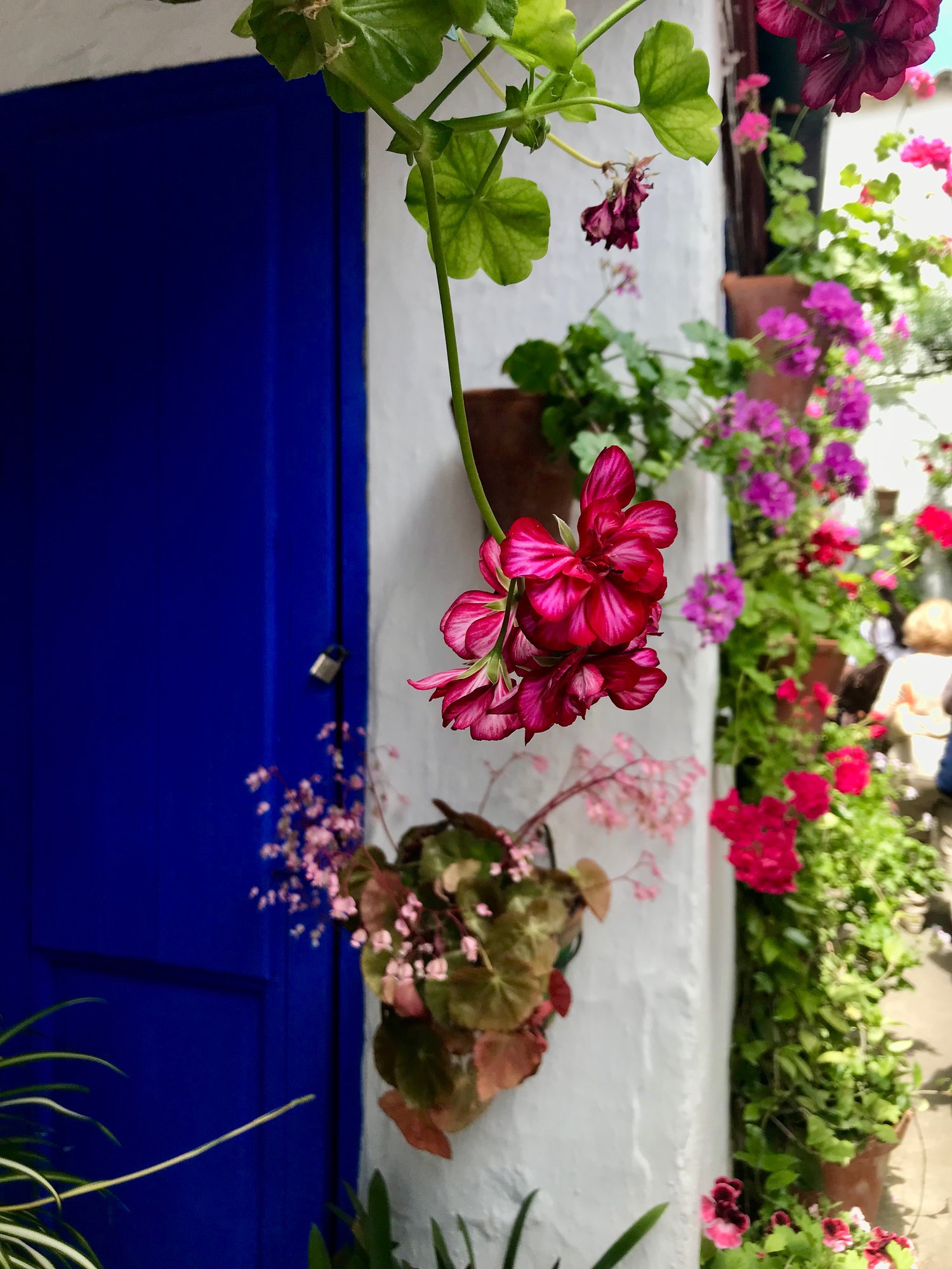 Glamour shot of geraniums, which seem to be the official flower of Córdoba.