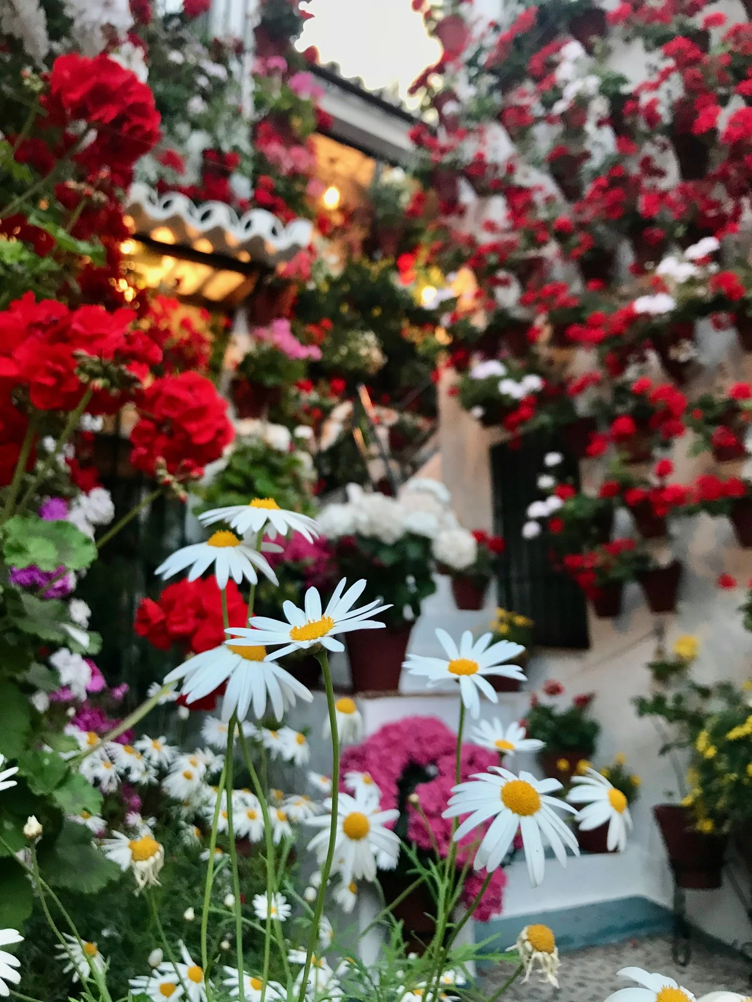 Easily my favorite patio, located in the San Basilio neighborhood and filled to the brim with blooms.