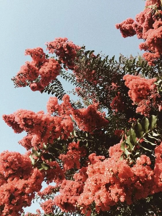 peach-04.jpg