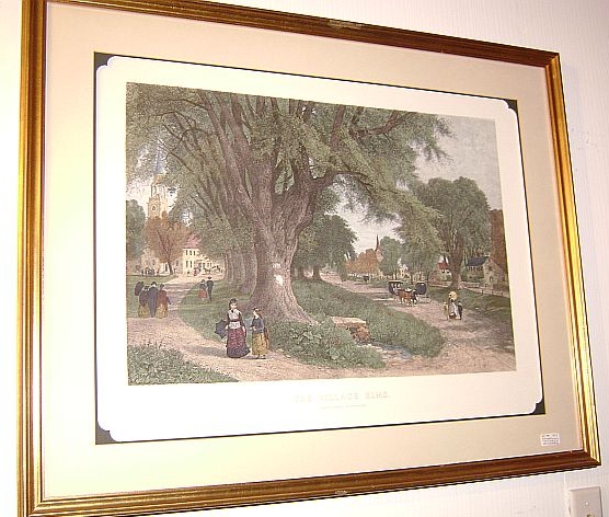 "The Vintage Elms" Colored Engraving