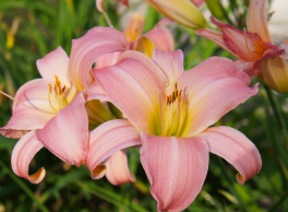 Deb's Daylily wine and flowers event