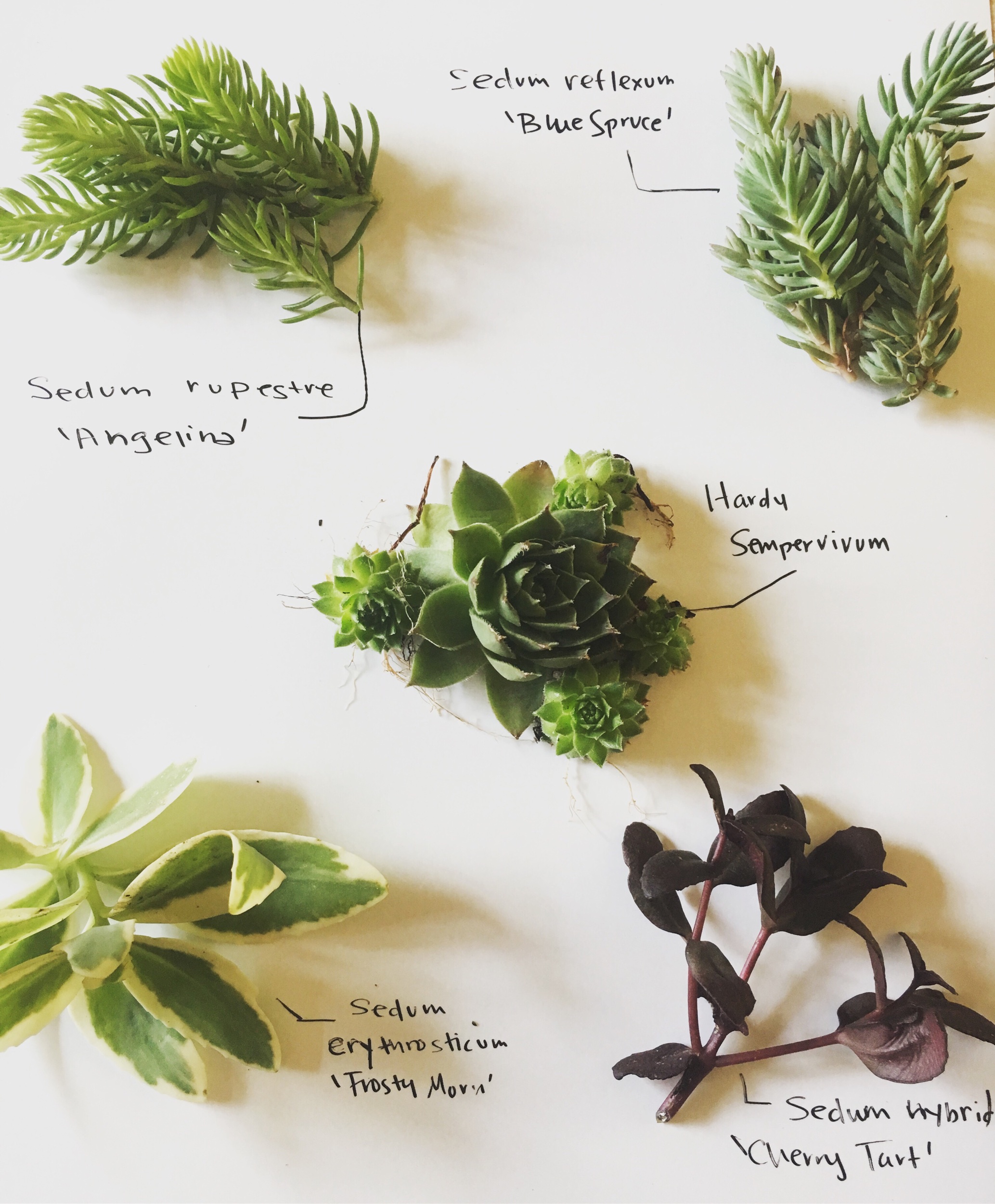 Step one: collect some backyard Sedum! If you don’t have any, we can back this truck up just long enough to tell you that YOU SHOULD. They are cool, tough plants and you’re a cool, tough person so you can see it’s a match!