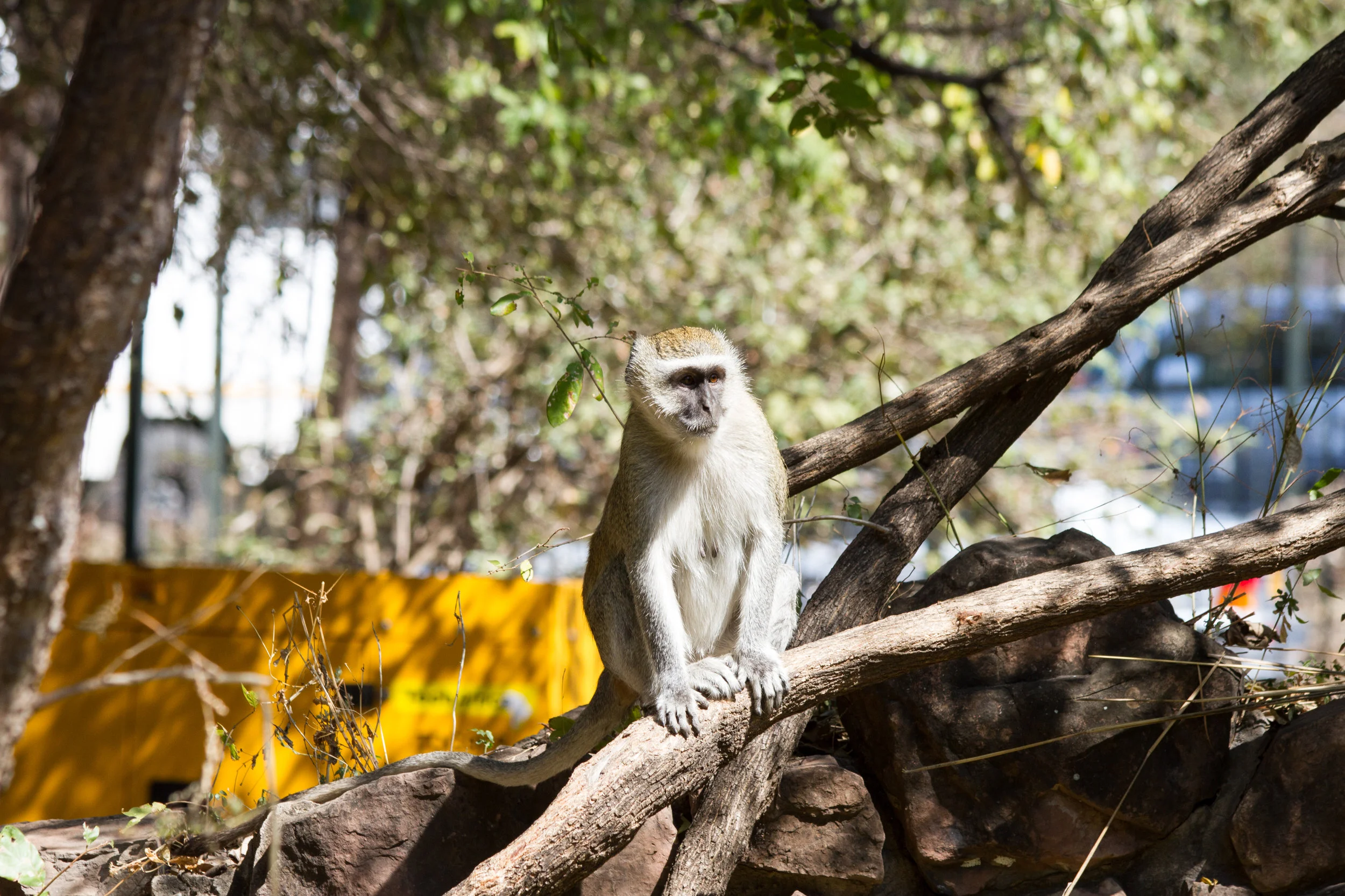 VicFalls-8762.jpg