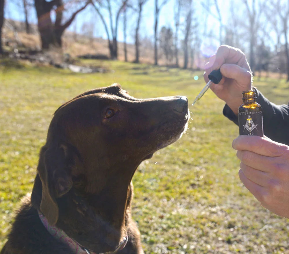 Carpenter Botanicals Hemp Oil CBD Tincture for Dogs
