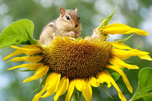 chipmunk-3628624_640.jpg
