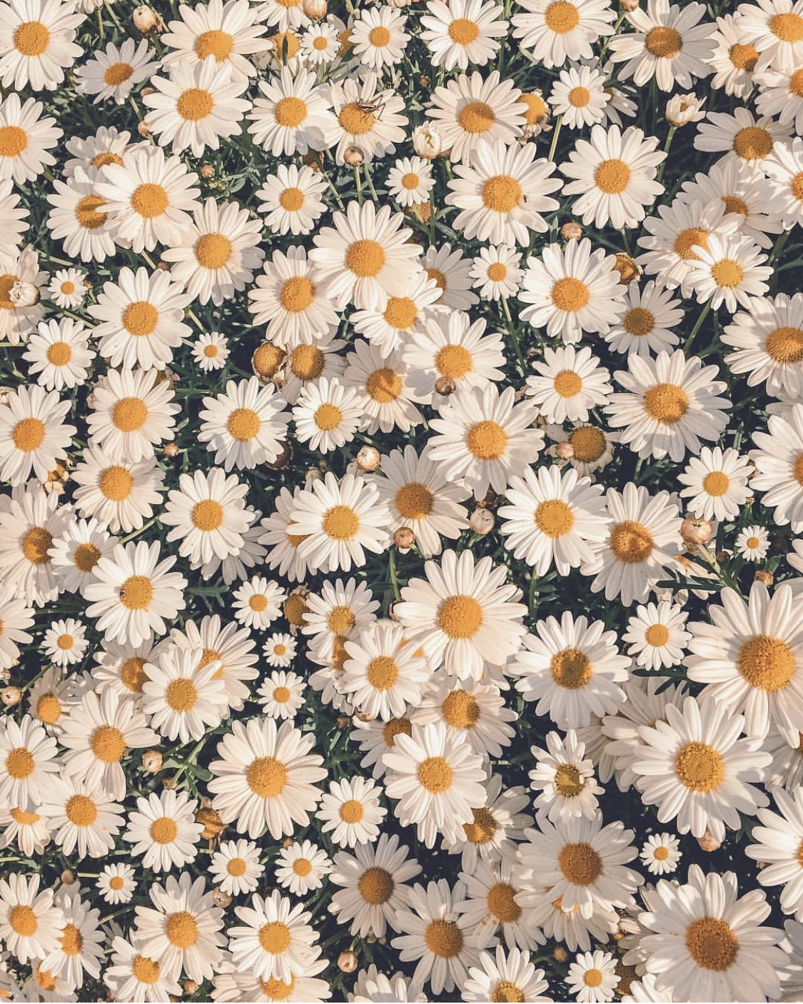 Daisies