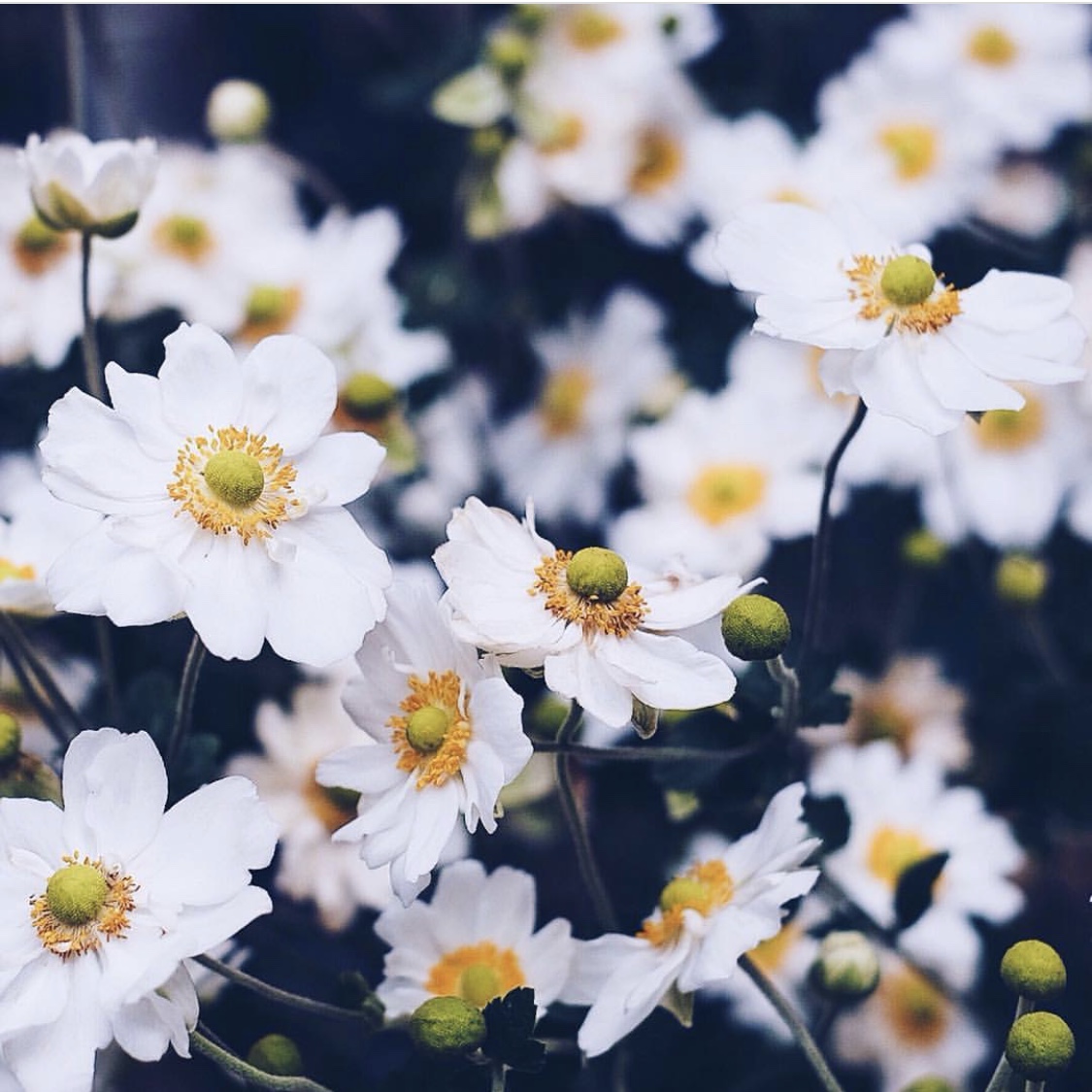 Anemones