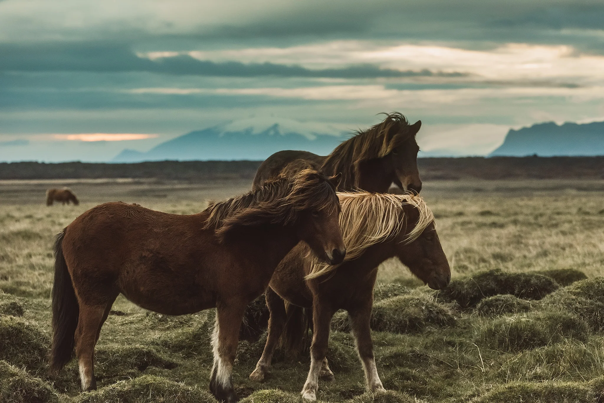 Horses1 IG.jpg