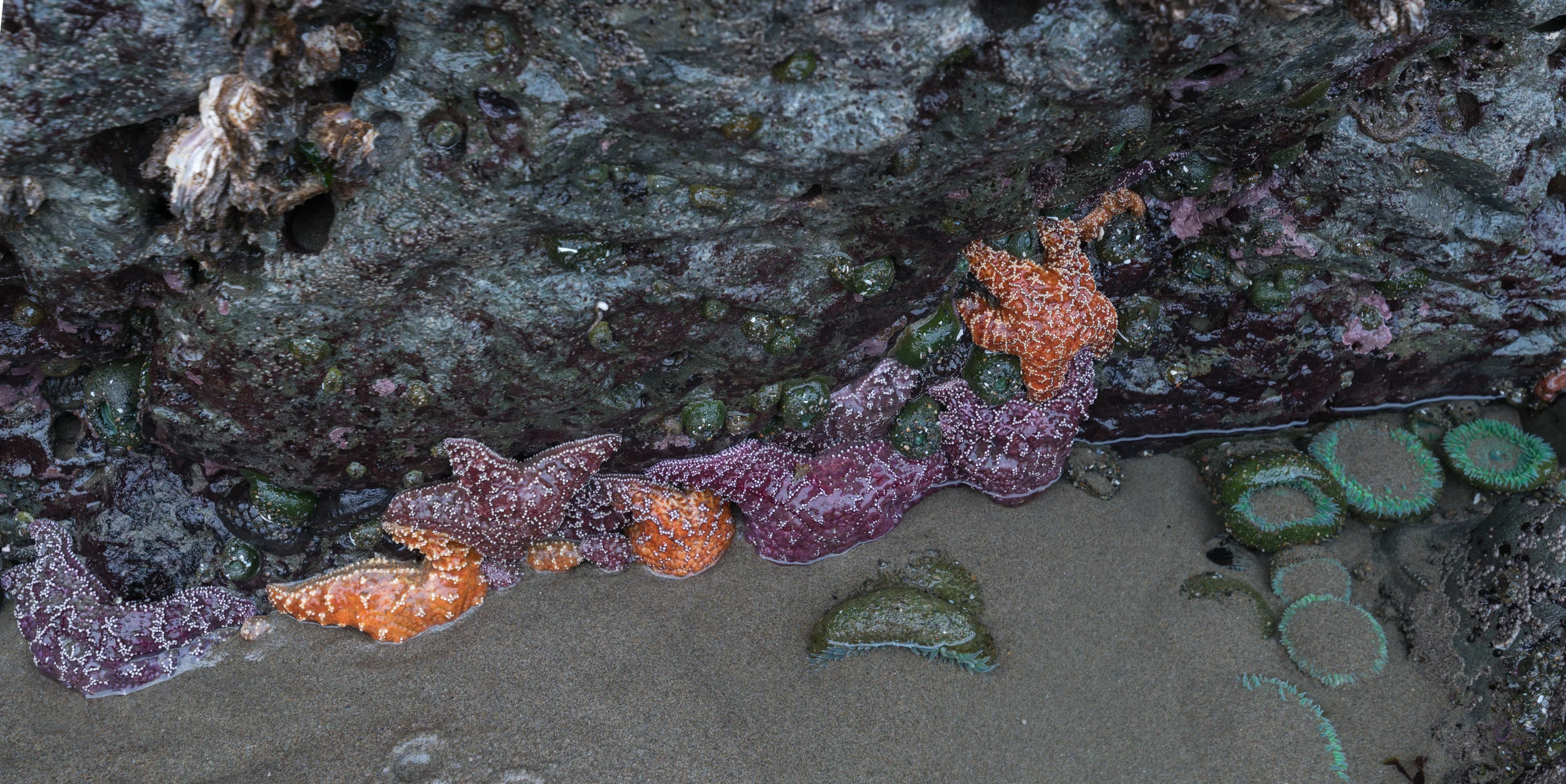 Starfish and anemones on the sea stacks in Bandon.