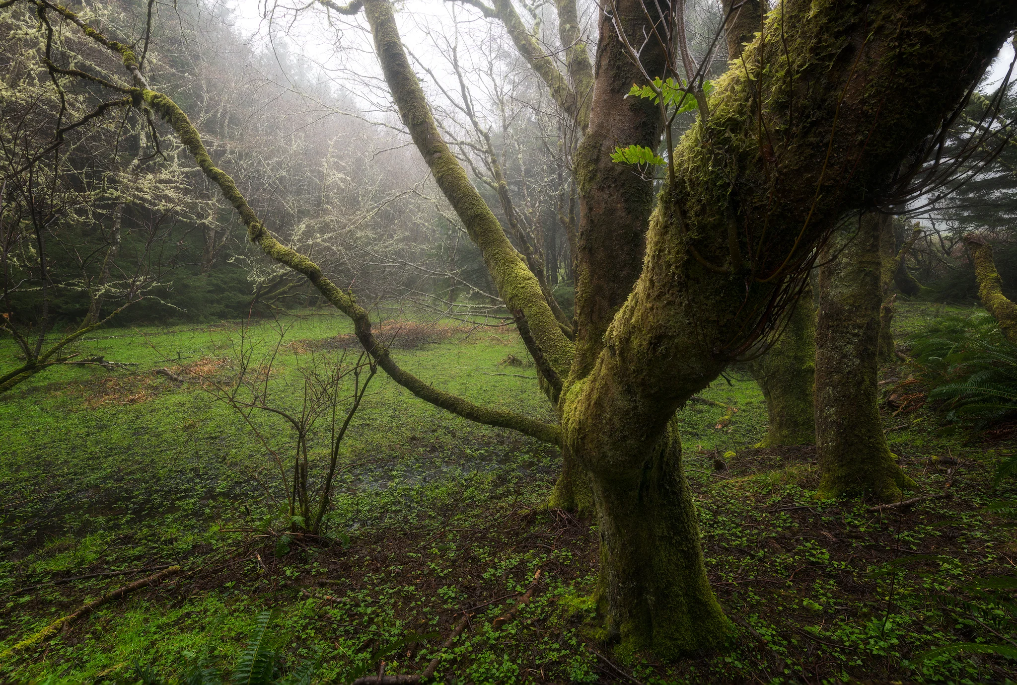 Mossy Tree in Ecola State Park.