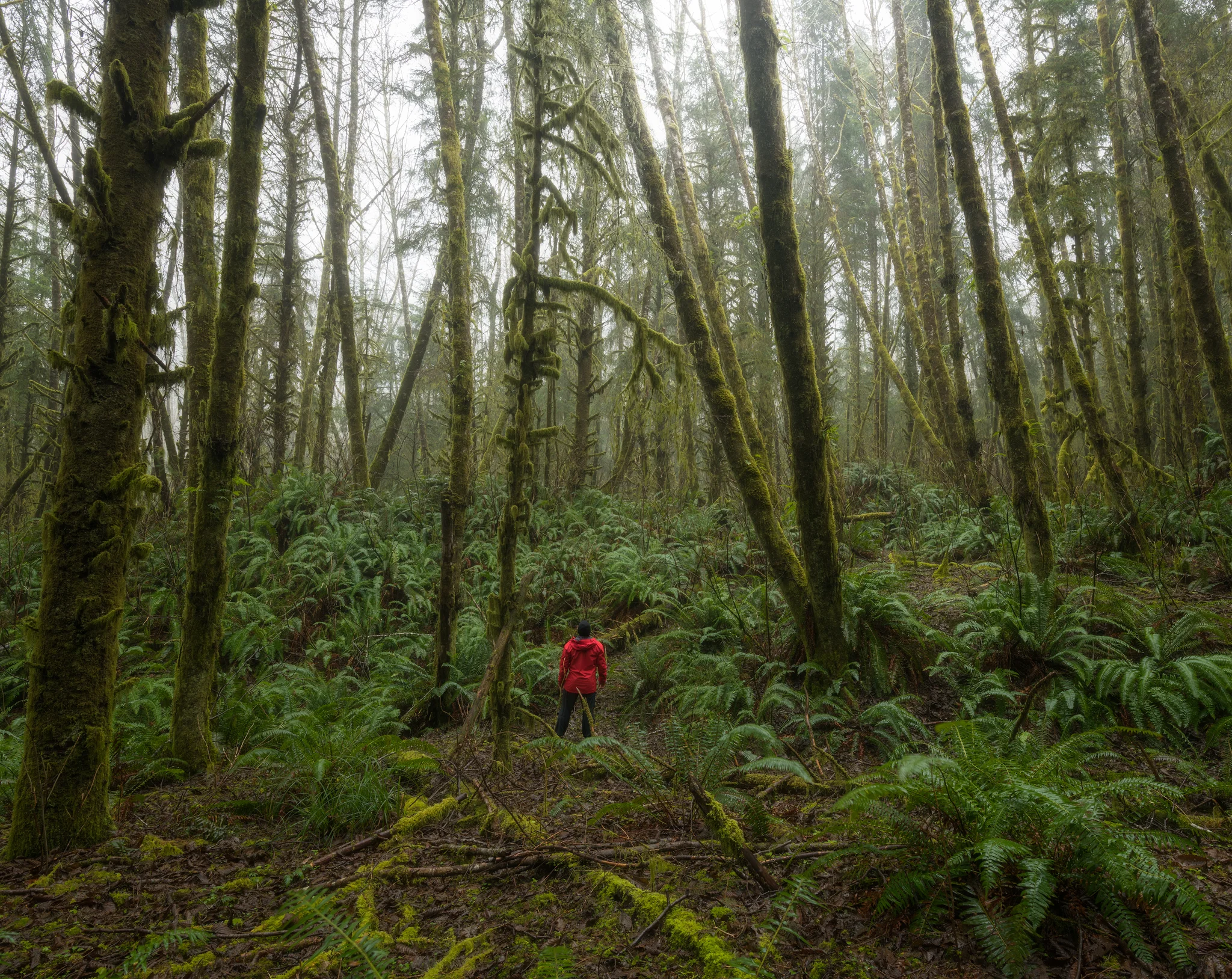 Mossy trees in Ecola State park.