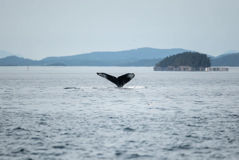 Diving Humpback Whale