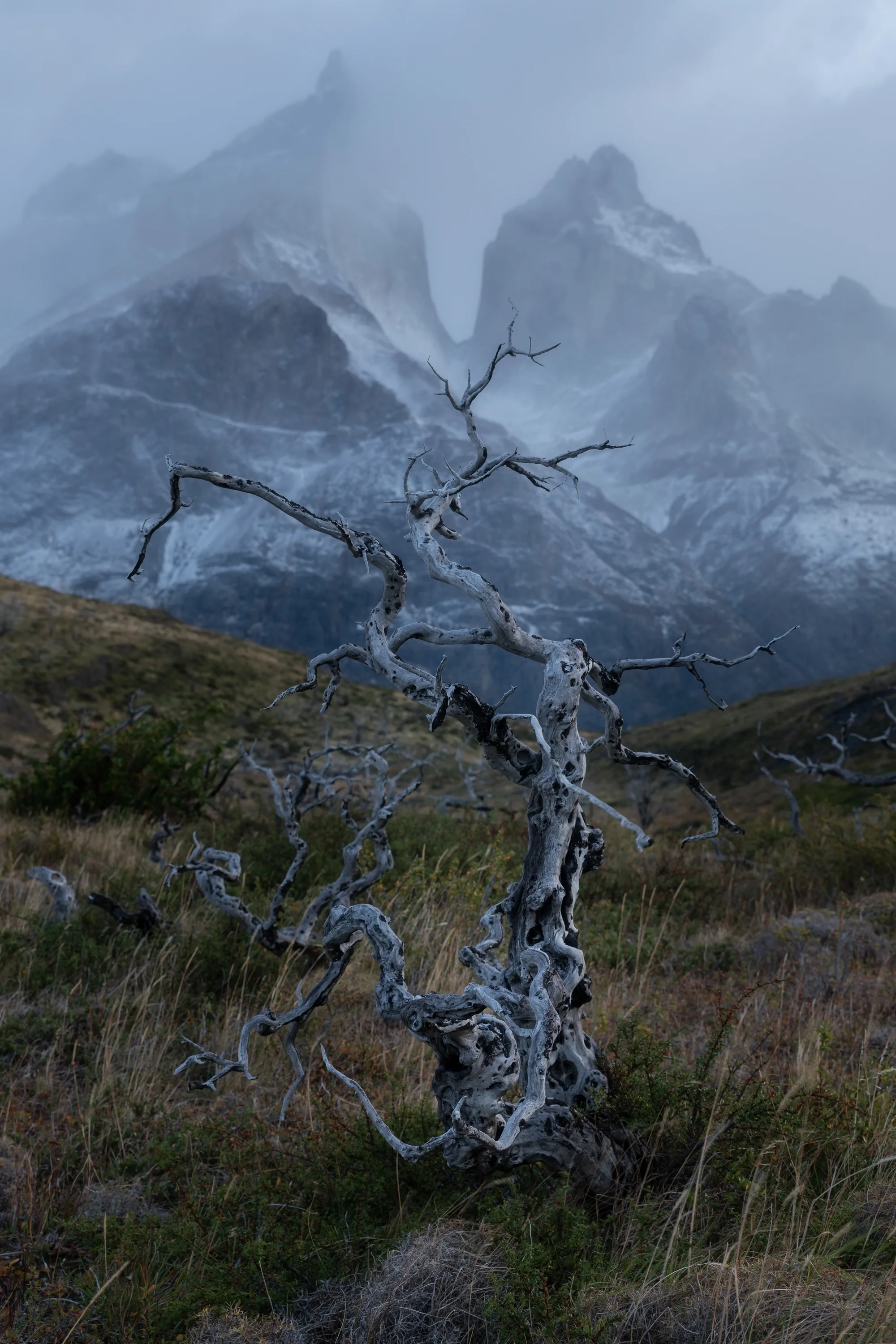 The Cuernos Tree 1 Full Size.jpg