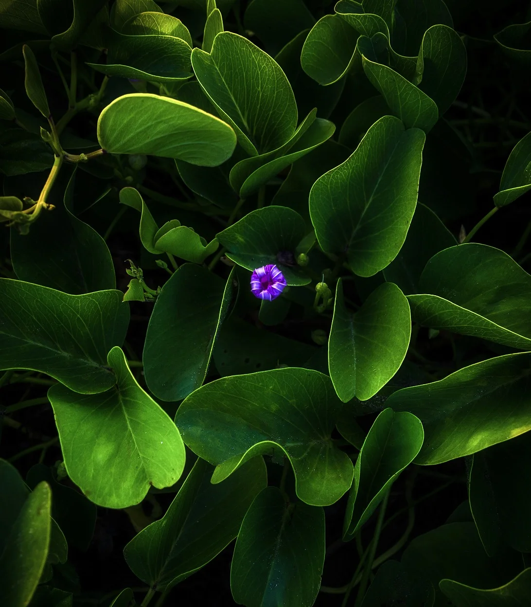 Hawaiian_Flower_IG.jpg