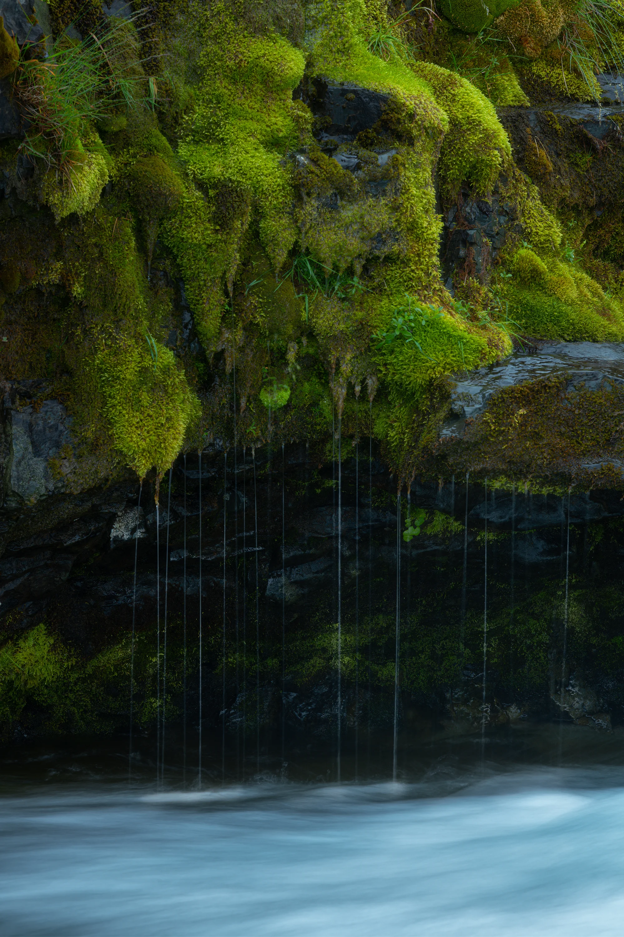 Mossy Details.jpg