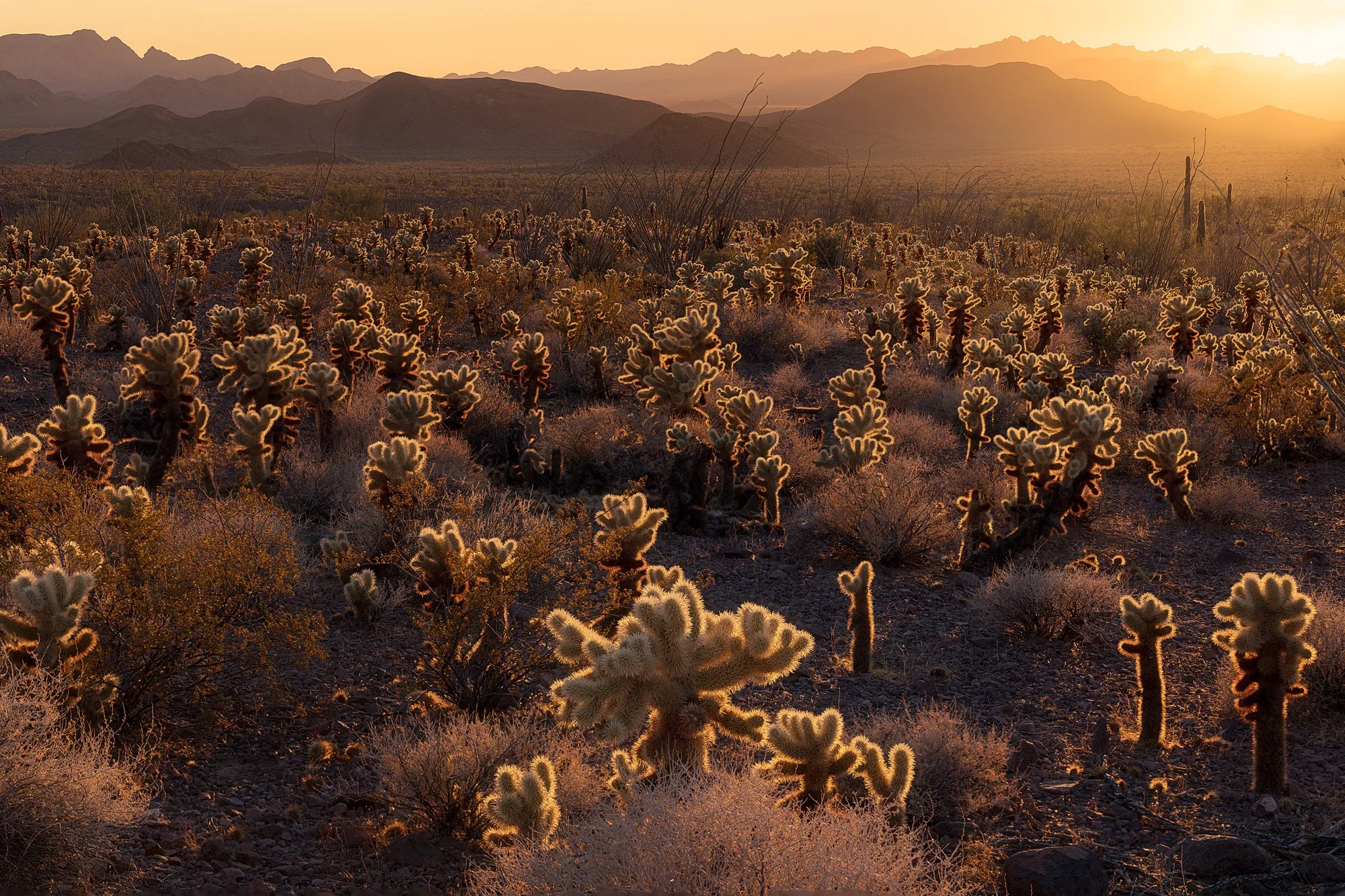 Cholla-Forest-Thumbnail.jpg