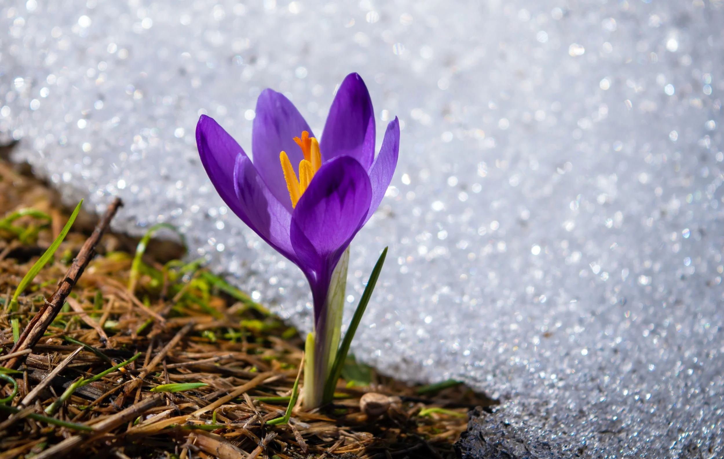 Embody the Seasons: A New Spring