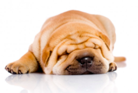 How to Use Wrinkle Creams, According to a Dermatologist