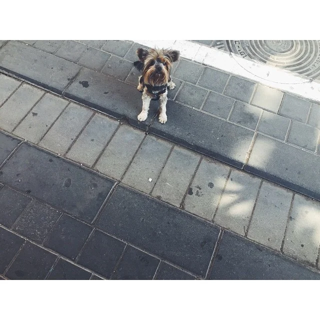 So much about Tel Aviv is about cute furry creatures #furrycreatures #dogs #cutedogs #telaviv #israel #colorfulworld #summeroftravel #mytinyatlas #TellOn #travel #travelbug #passionpassport #insta #instabest #instagood #instaisrael #instatravel #instatelaviv #vsco #vscocam #vscobest #vscoisrael #vscotravel #vscotelaviv #b#neveraboringmoment (at Tel Aviv City)